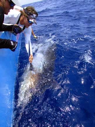 male holding a blue marlin on the fishing on the paradise outfitters charter boat in the gulf of mexico