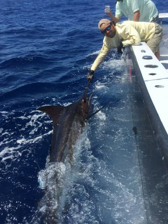 male catching a blue marlin on the fishing on the paradise outfitters charter boat in the gulf of mexico