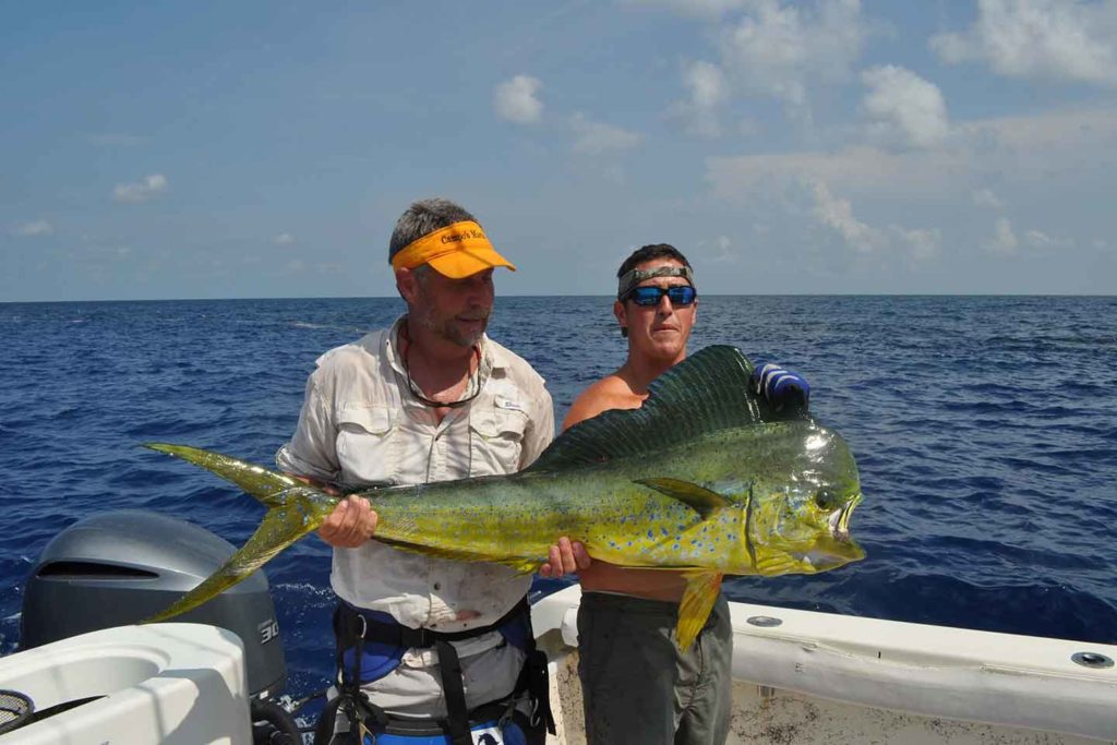 mahi mahi caught in the gulf of mexico out of venice louisiana